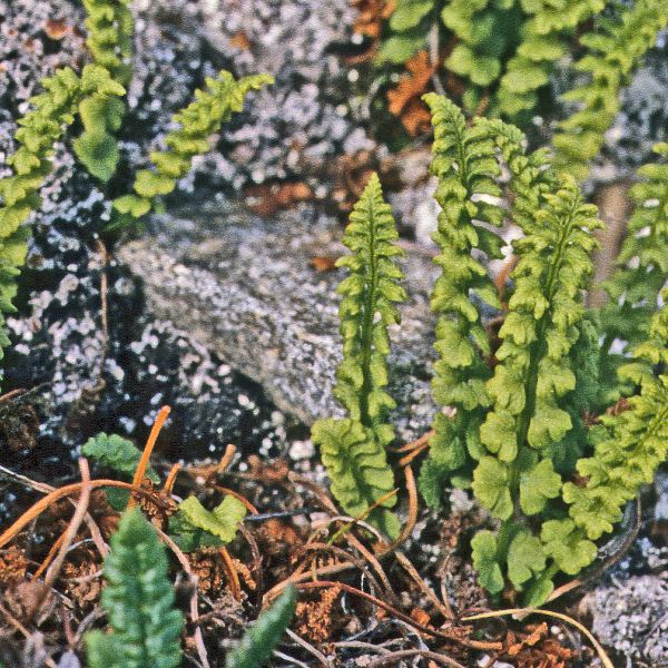 Woodsia glabella Svalbard E. Fremstad 1991 1b